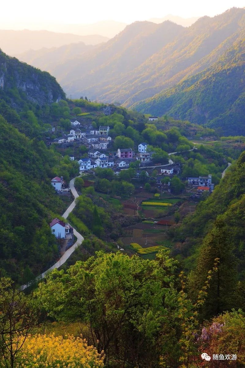 明前高山有机富硒茶（高山硒茶价格）-硒宝网