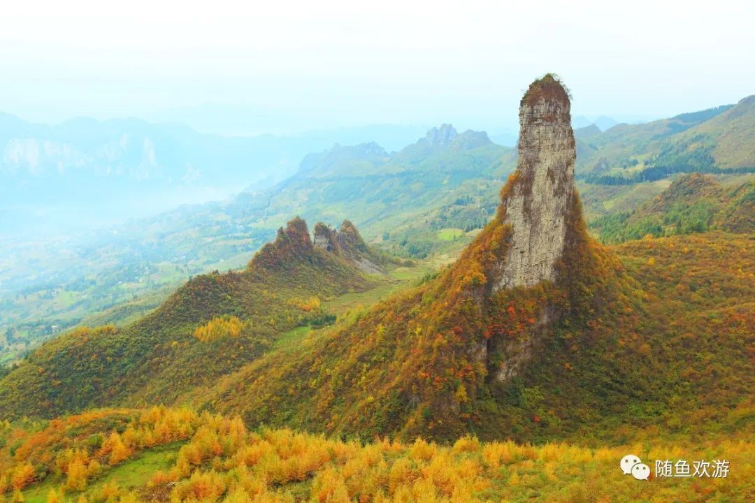 明前高山有机富硒茶（高山硒茶价格）-硒宝网