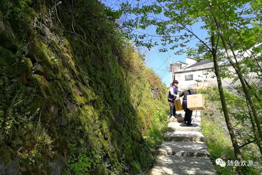 明前高山有机富硒茶（高山硒茶价格）-硒宝网