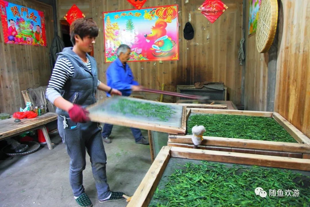 明前高山有机富硒茶（高山硒茶价格）-硒宝网