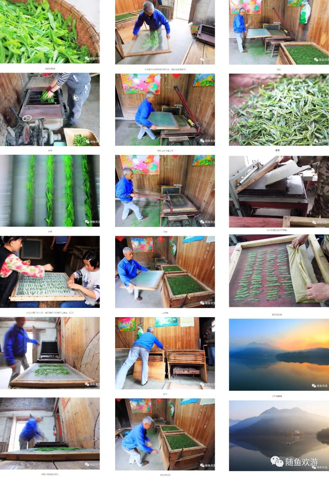 明前高山有机富硒茶（高山硒茶价格）-硒宝网