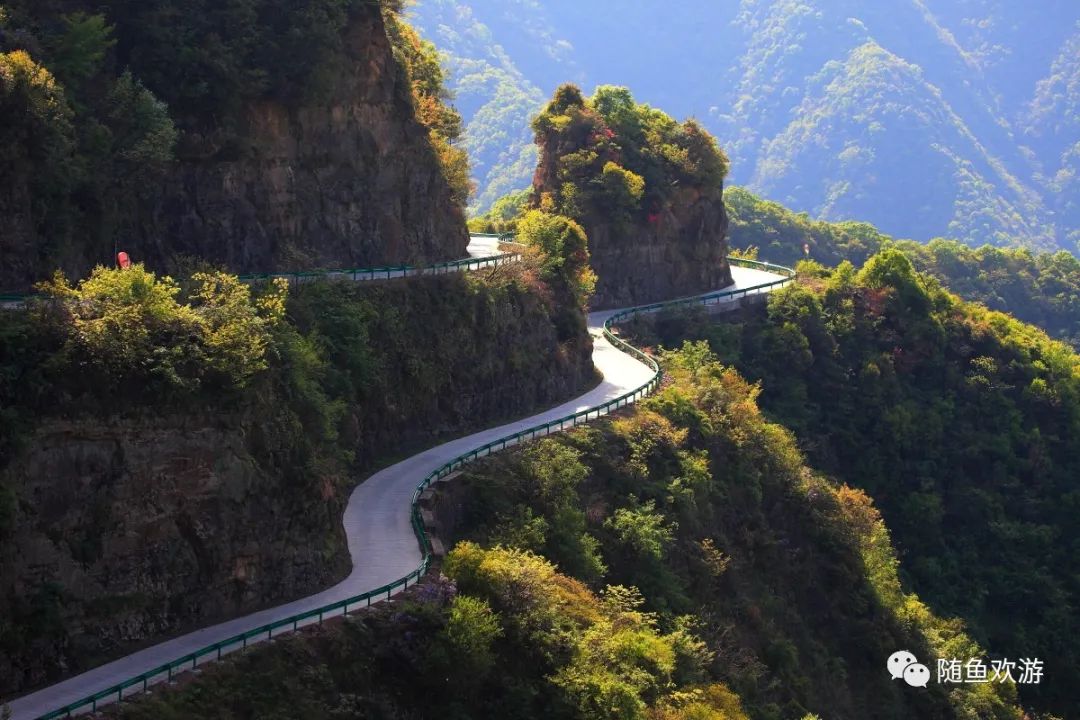 明前高山有机富硒茶（高山硒茶价格）-硒宝网