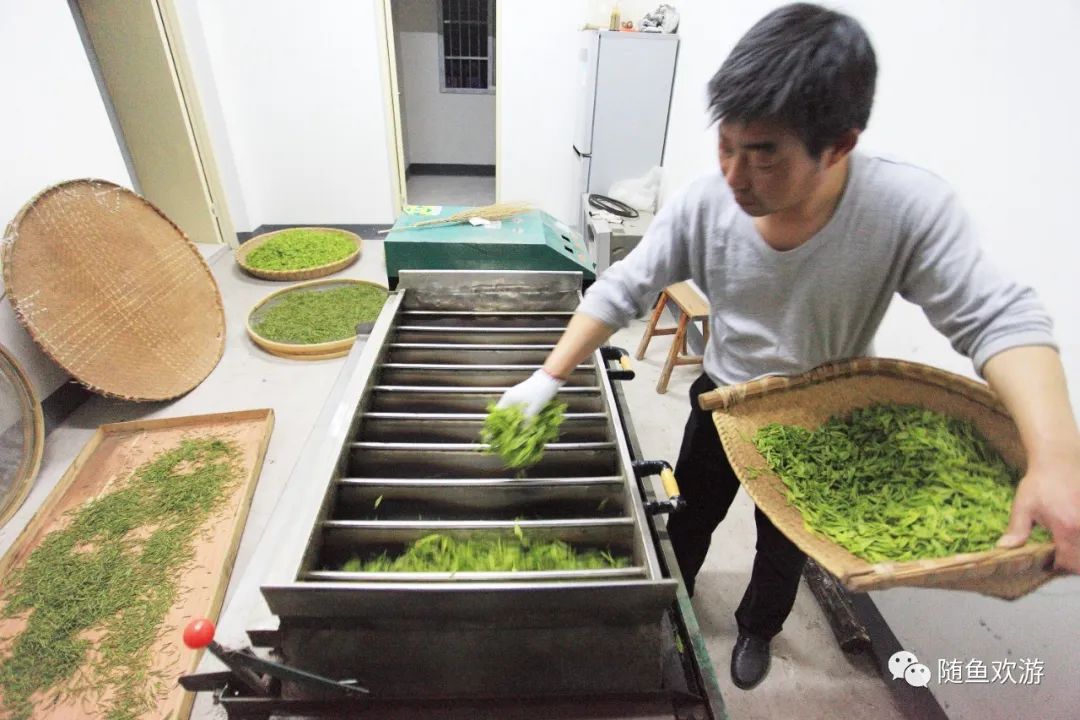 明前高山有机富硒茶（高山硒茶价格）-硒宝网