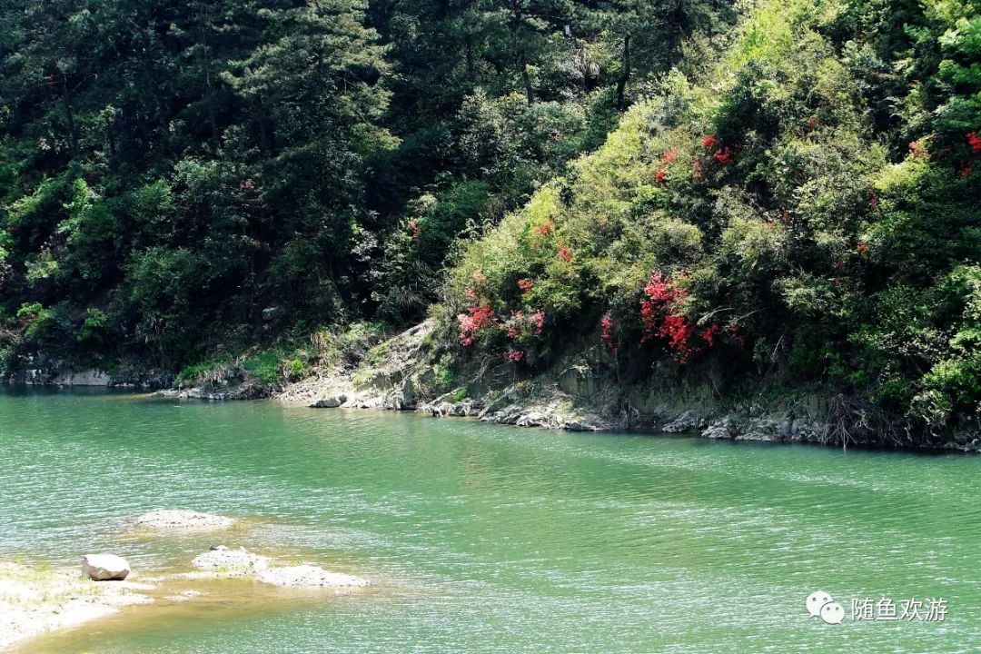 明前高山有机富硒茶（高山硒茶价格）-硒宝网