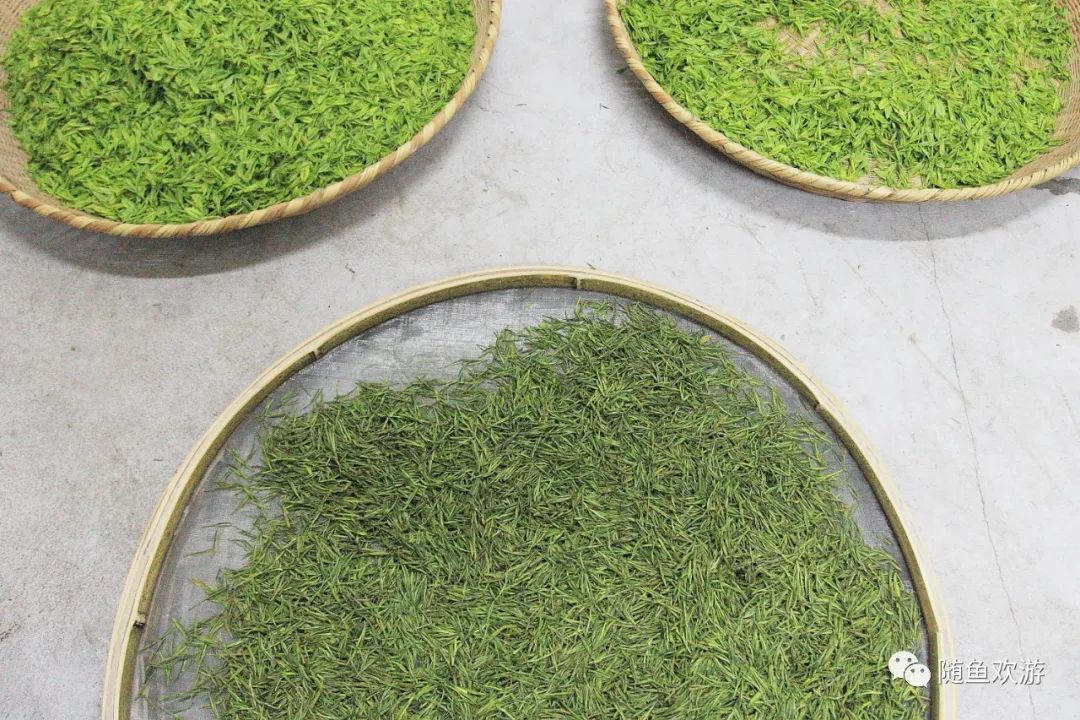 明前高山有机富硒茶（高山硒茶价格）-硒宝网