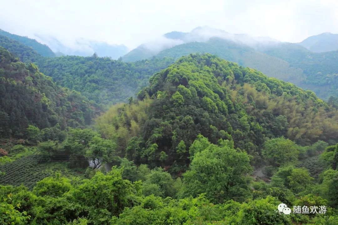 明前高山有机富硒茶（高山硒茶价格）-硒宝网