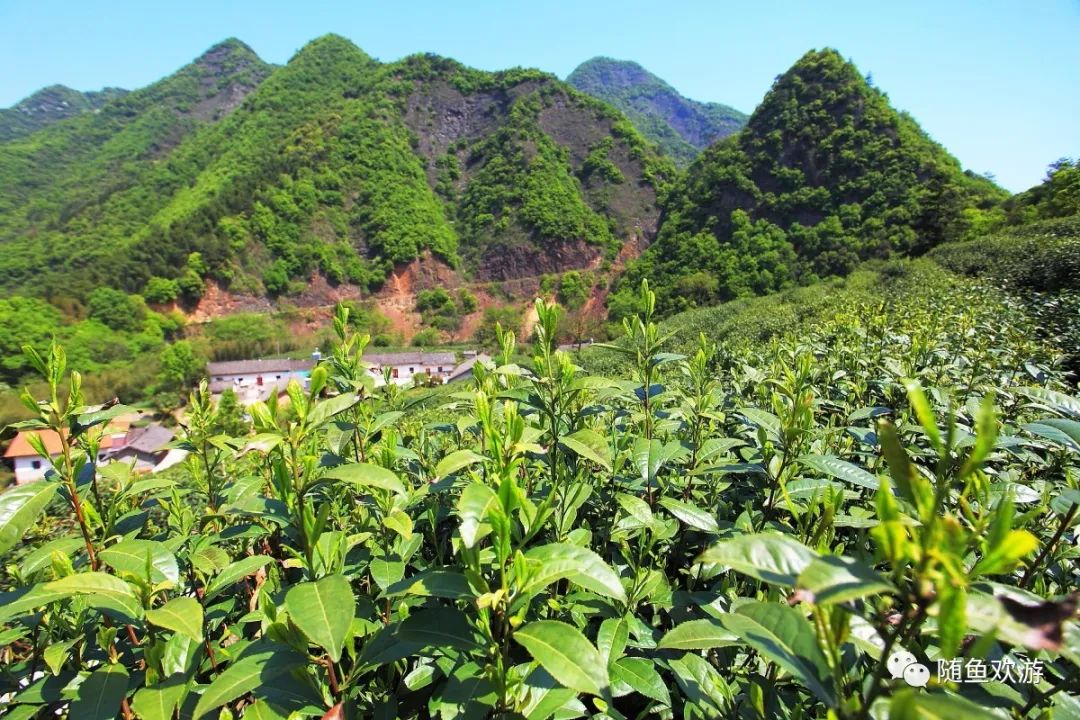 明前高山有机富硒茶（高山硒茶价格）-硒宝网