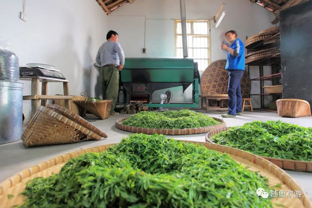 明前高山有机富硒茶（高山硒茶价格）-硒宝网