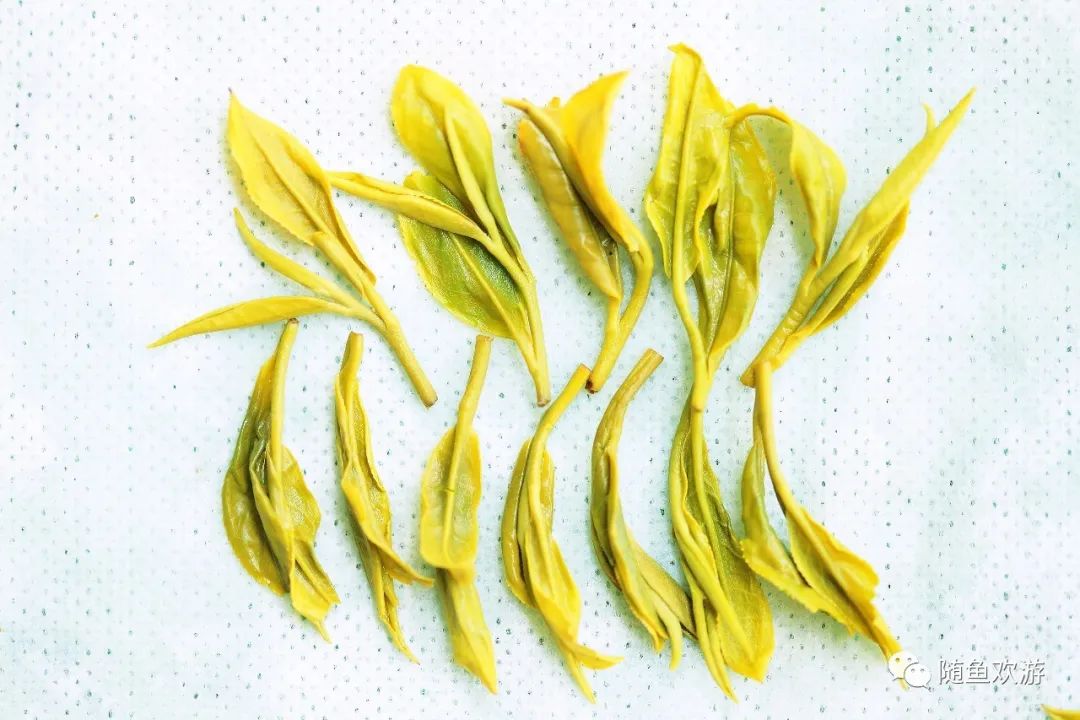 明前高山有机富硒茶（高山硒茶价格）-硒宝网