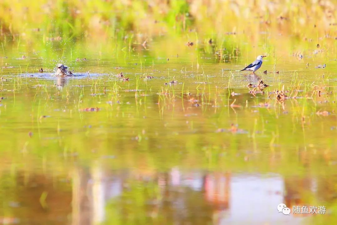 明前高山有机富硒茶（高山硒茶价格）-硒宝网