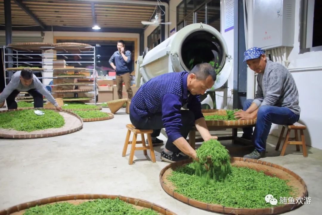 明前高山有机富硒茶（高山硒茶价格）-硒宝网