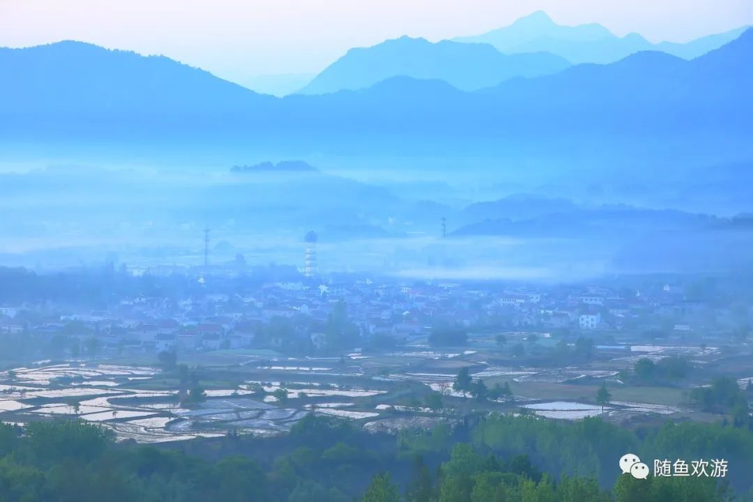 明前高山有机富硒茶（高山硒茶价格）-硒宝网