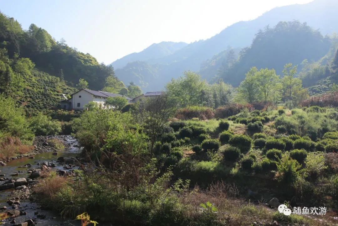 明前高山有机富硒茶（高山硒茶价格）-硒宝网