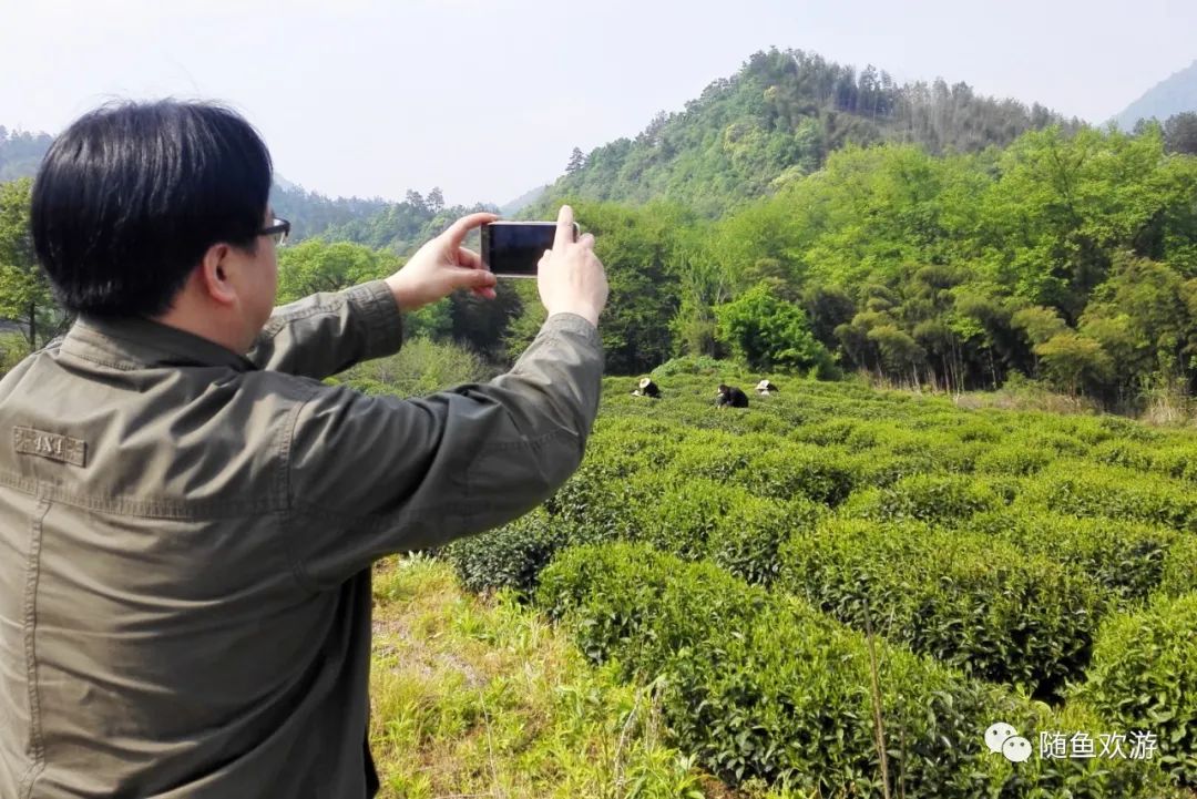 明前高山有机富硒茶（高山硒茶价格）-硒宝网
