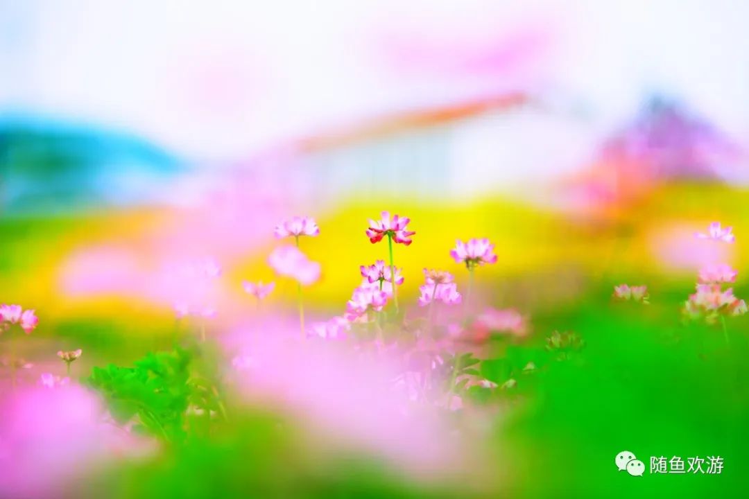 明前高山有机富硒茶（高山硒茶价格）-硒宝网