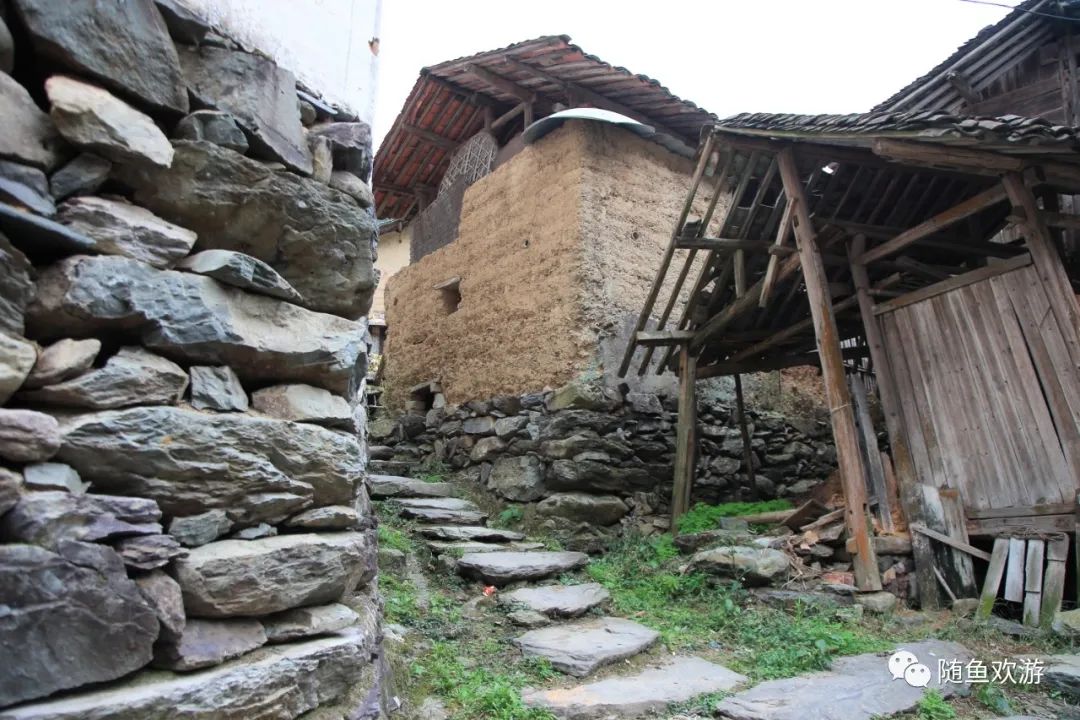 明前高山有机富硒茶（高山硒茶价格）-硒宝网