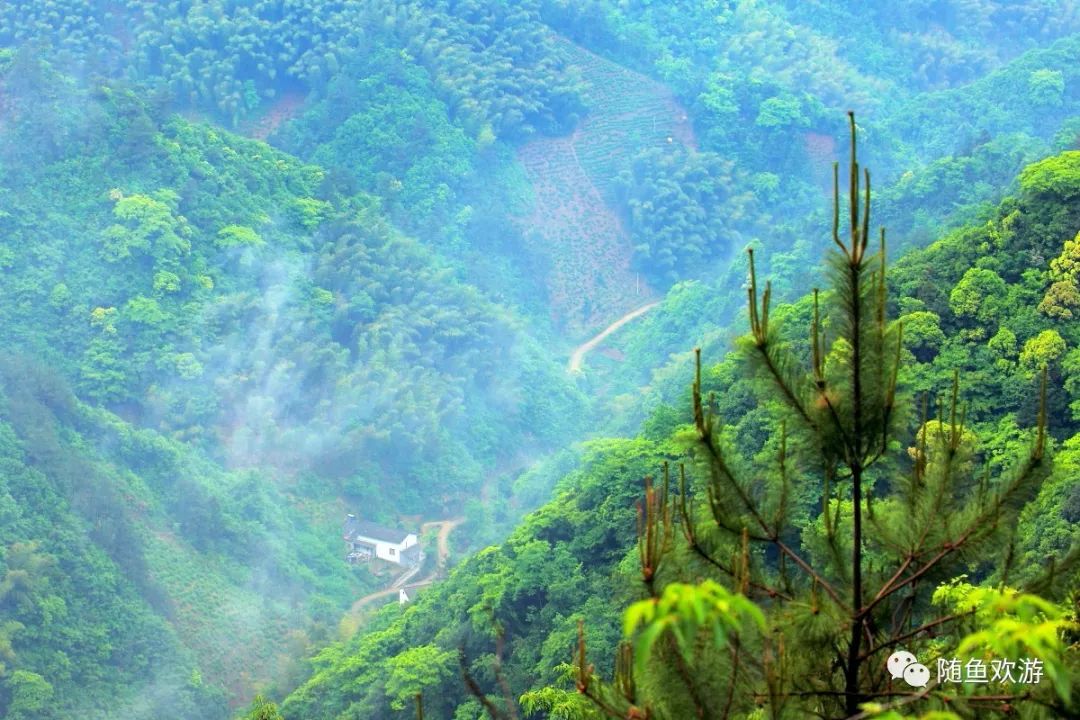 明前高山有机富硒茶（高山硒茶价格）-硒宝网