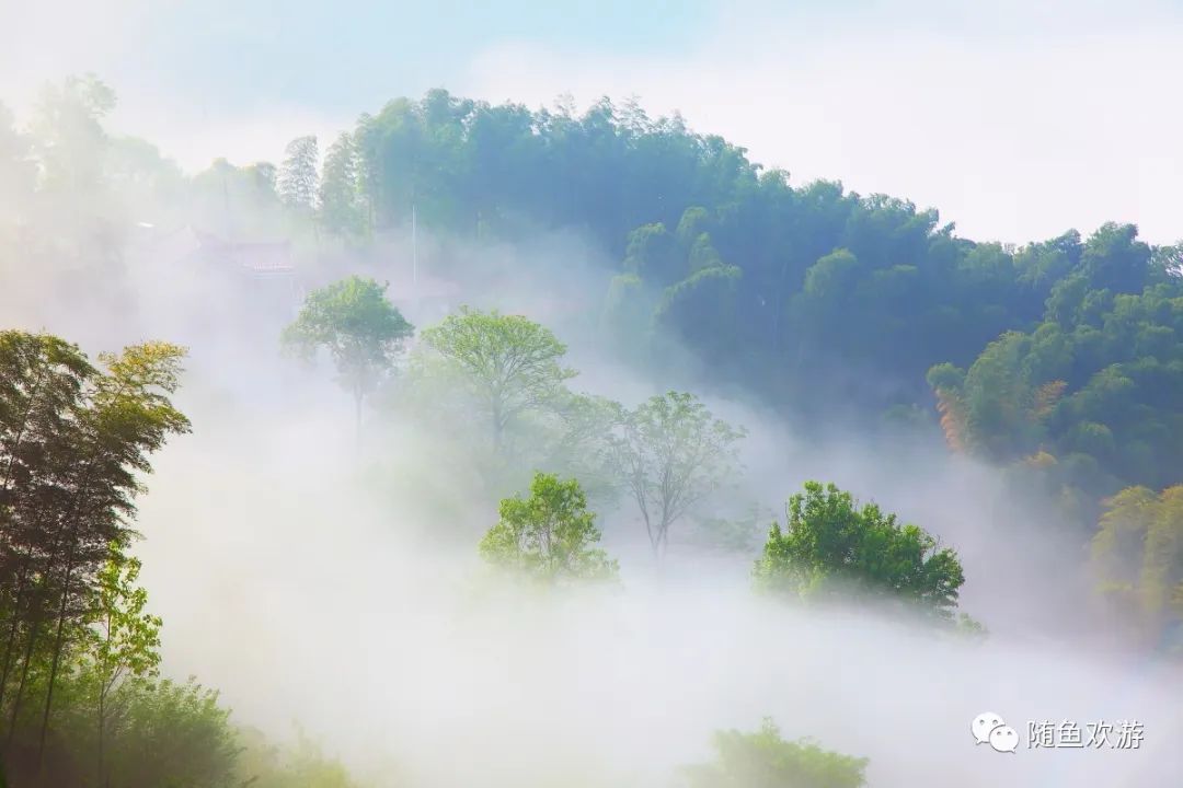 明前高山有机富硒茶（高山硒茶价格）-硒宝网