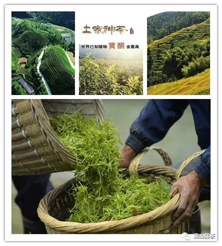 富硒藤茶哪个品牌好（富硒藤茶的功效与作用）-硒宝网