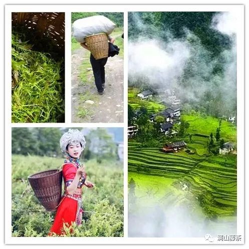 富硒藤茶哪个品牌好（富硒藤茶的功效与作用）-硒宝网