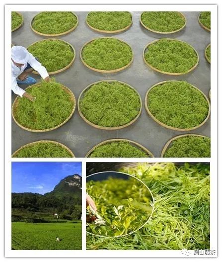 富硒藤茶哪个品牌好（富硒藤茶的功效与作用）-硒宝网