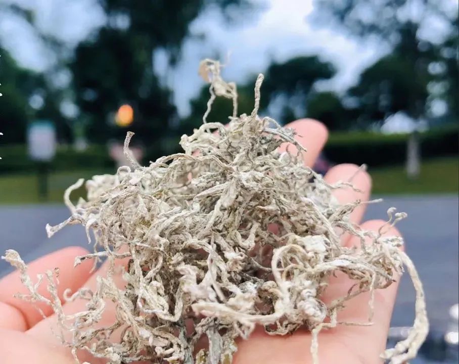 富硒莓茶有什么功效（茶莓功效富硒有什么作用）-硒宝网