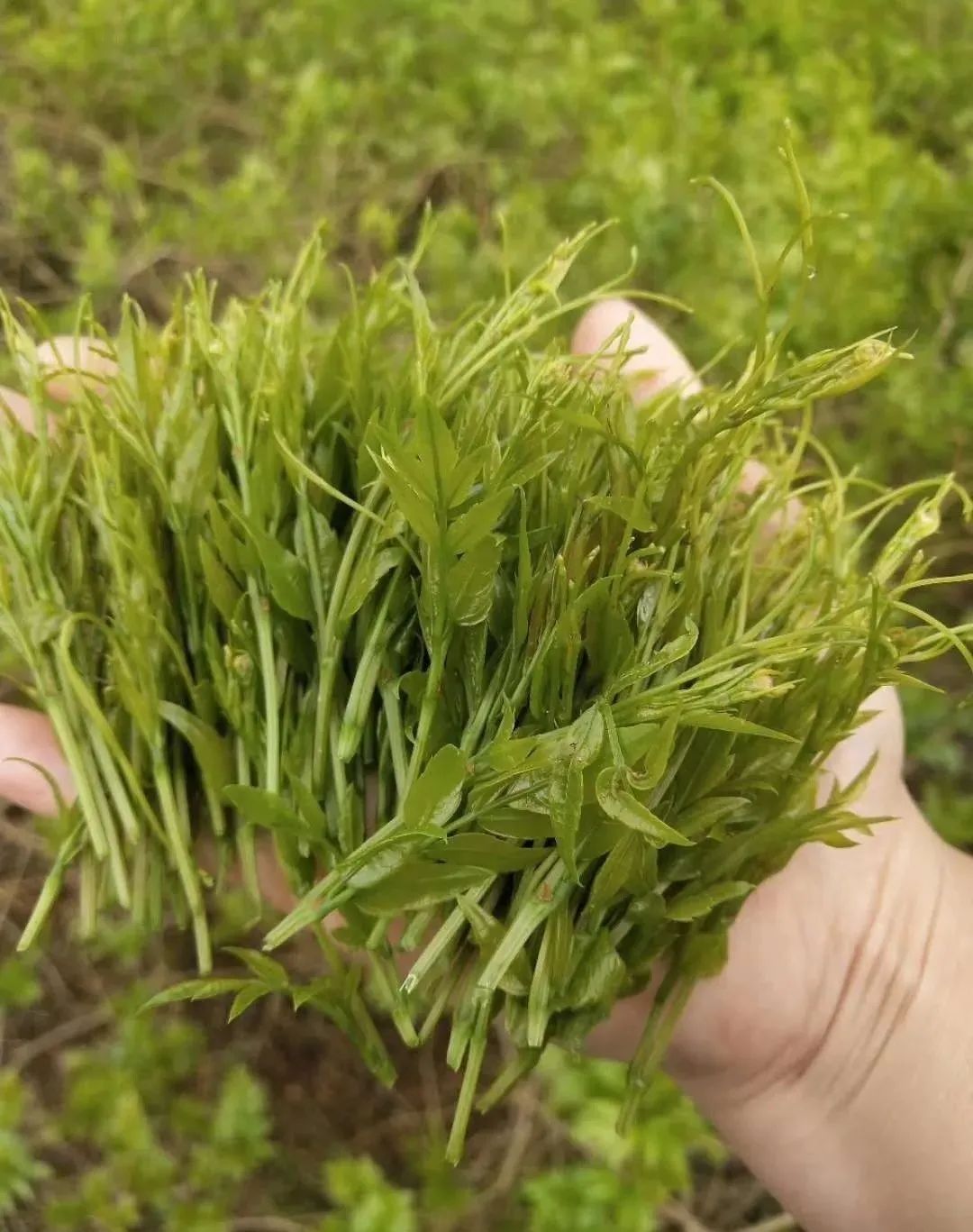 富硒莓茶有什么功效（茶莓功效富硒有什么作用）-硒宝网