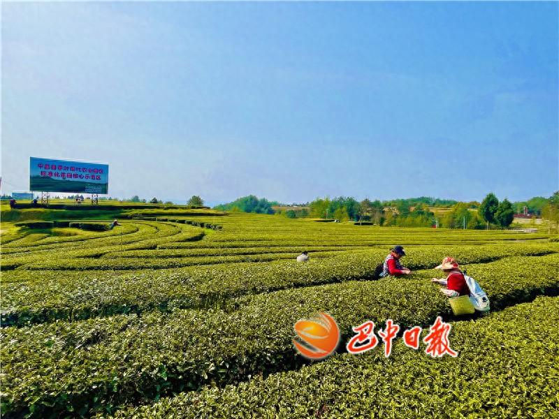 富硒茶在巴中的历史(巴东富硒茶)-硒宝网