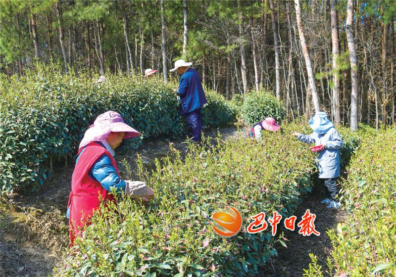 富硒茶在巴中的历史(巴东富硒茶)-硒宝网