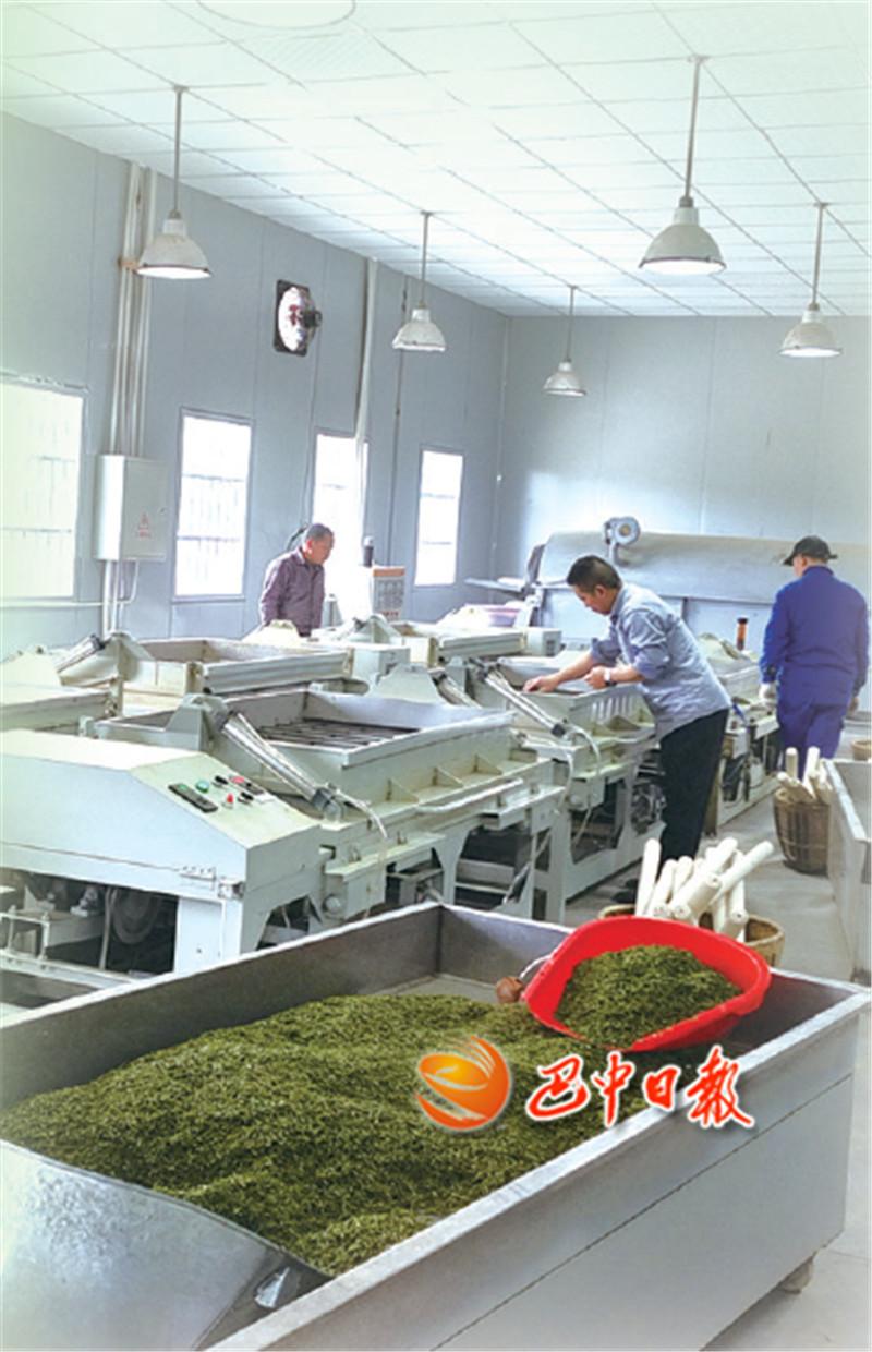 富硒茶在巴中的历史(巴东富硒茶)-硒宝网