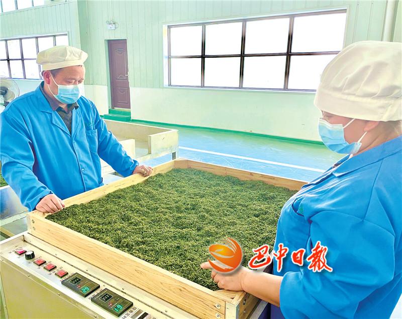 富硒茶在巴中的历史(巴东富硒茶)-硒宝网