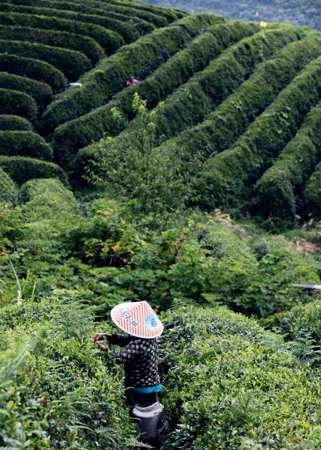 富硒野生茶是哪里的（富硒野茶是绿茶吗）-硒宝网
