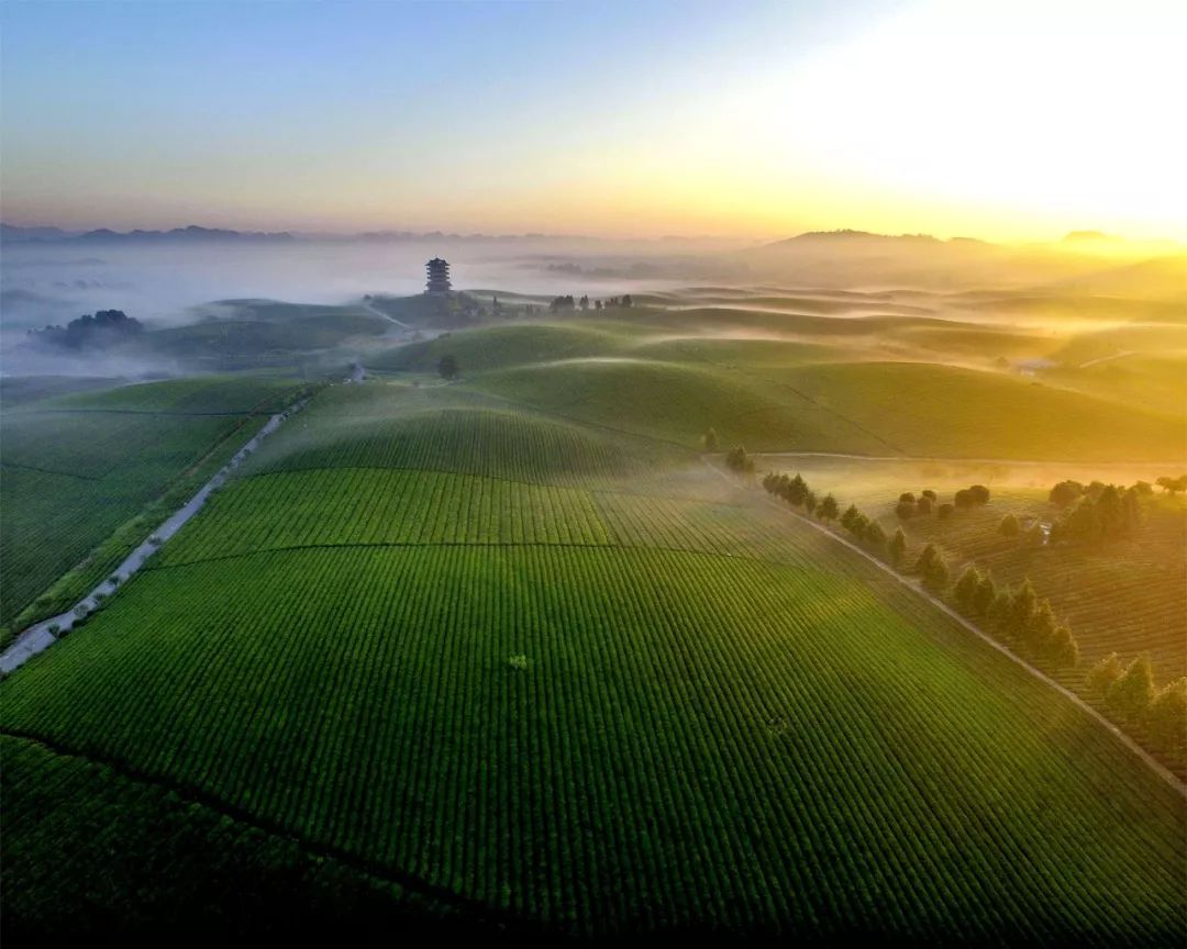 富硒野生茶是哪里的（富硒野茶是绿茶吗）-硒宝网