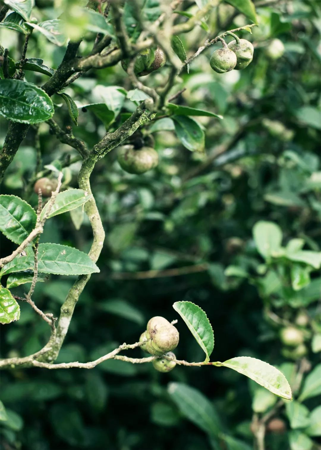 富硒野生茶是哪里的（富硒野茶是绿茶吗）-硒宝网