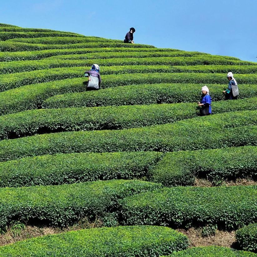 富硒野生茶是哪里的（富硒野茶是绿茶吗）-硒宝网