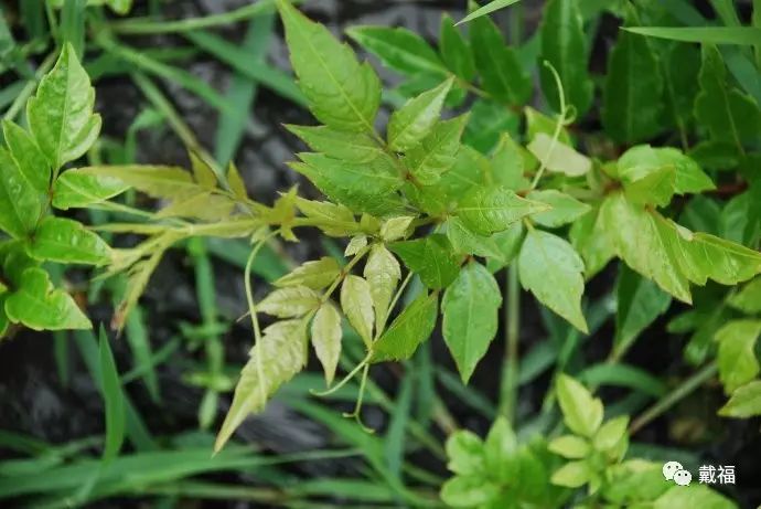 富硒恩施土家藤婆茶（恩施什么地方的藤茶硒含量最高）-硒宝网