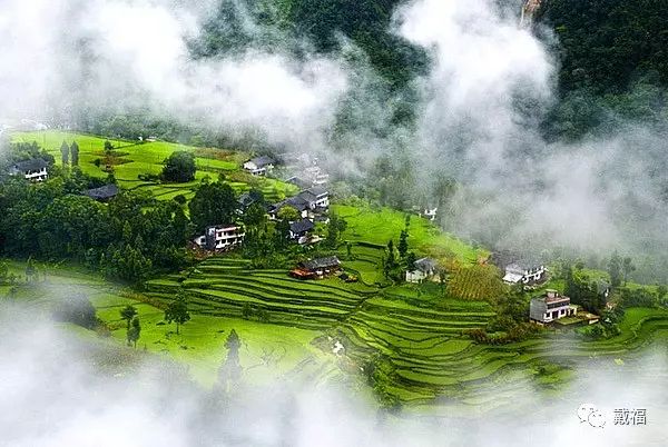 富硒恩施土家藤婆茶（恩施什么地方的藤茶硒含量最高）-硒宝网