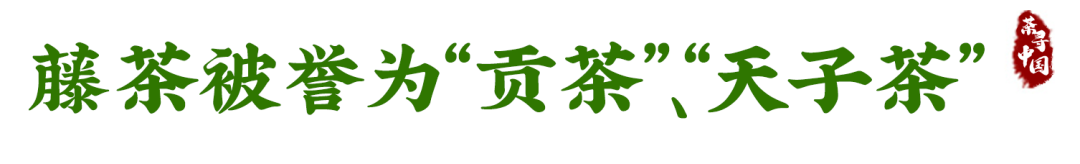 富硒恩施土家藤婆茶(恩施富硒藤茶多少钱一斤)-硒宝网