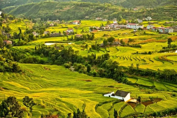安康富硒茶交易中心（安康富硒茶发展情况）-硒宝网
