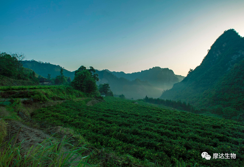 富硒恩施土家藤婆茶（湖北恩施的藤茶有什么好处）-硒宝网