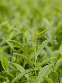 重庆富硒毛坝茶批发（重庆富硒水）-硒宝网