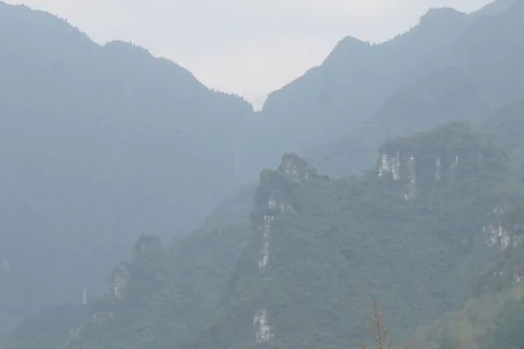 富硒野生茶是哪里的（野生茶富硒是什么意思）-硒宝网