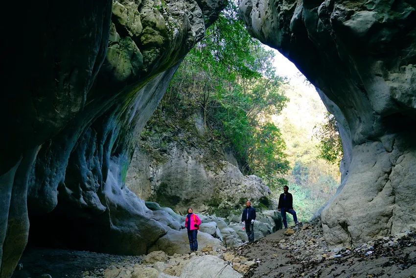 富硒野生茶是哪里的（野生茶富硒是什么意思）-硒宝网