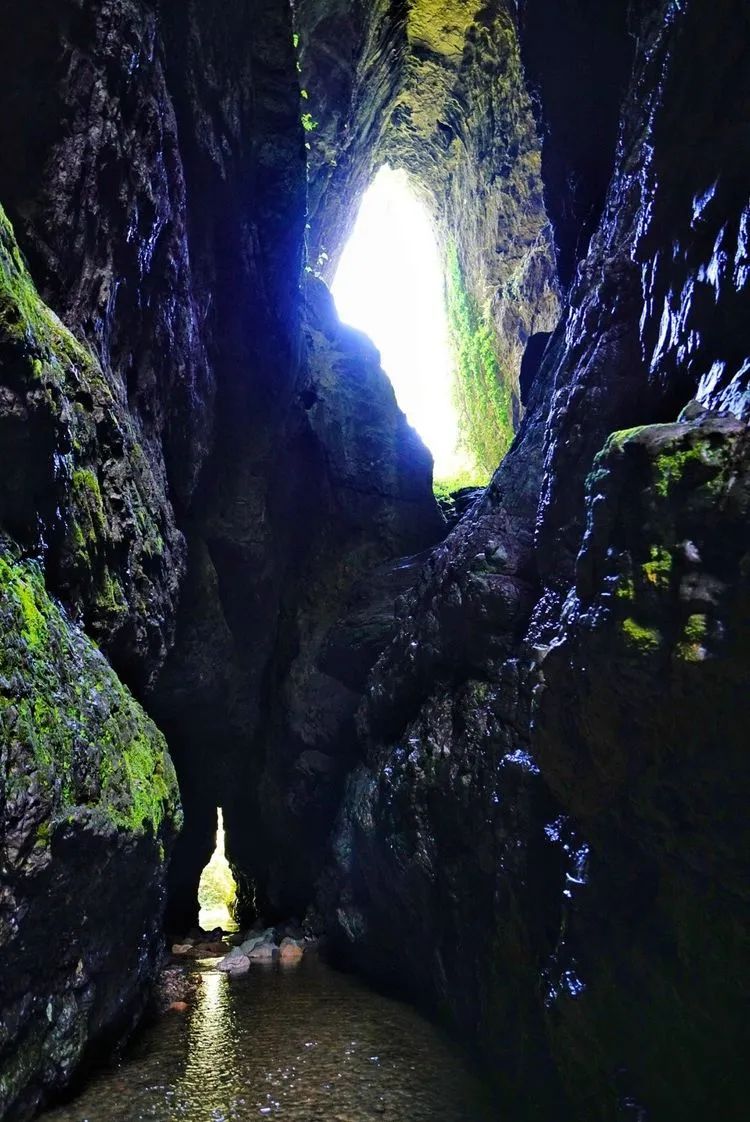 富硒野生茶是哪里的（野生茶富硒是什么意思）-硒宝网