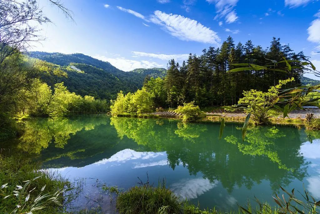 富硒野生茶是哪里的（野生茶富硒是什么意思）-硒宝网