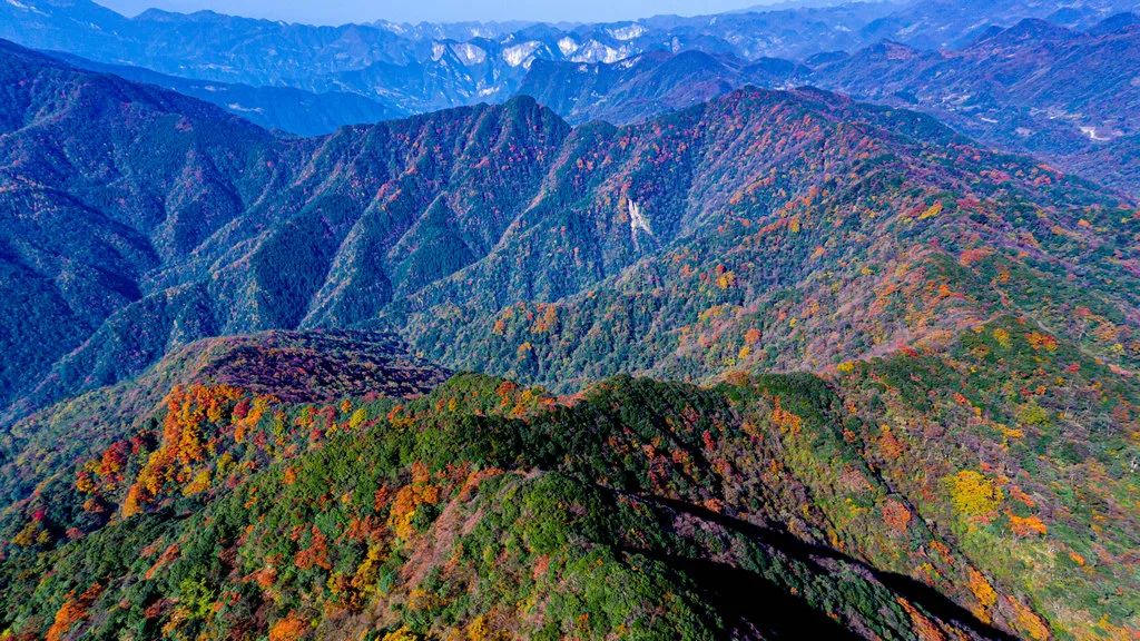 富硒野生茶是哪里的（野生茶富硒是什么意思）-硒宝网