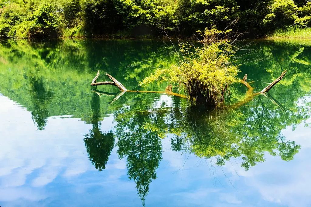 富硒野生茶是哪里的（野生茶富硒是什么意思）-硒宝网