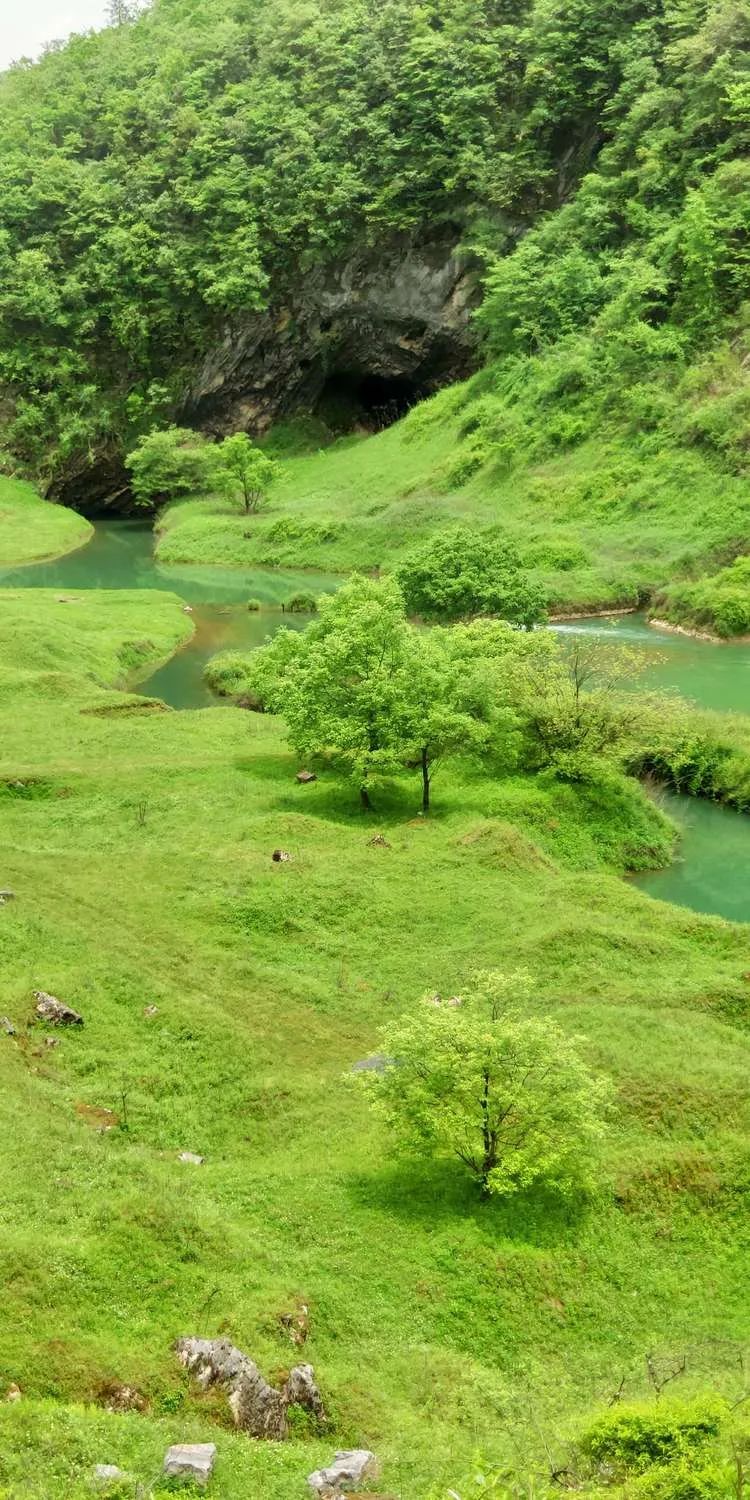 富硒野生茶是哪里的（野生茶富硒是什么意思）-硒宝网