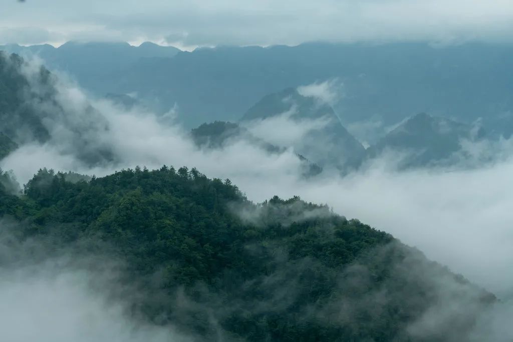 富硒野生茶是哪里的（野生茶富硒是什么意思）-硒宝网