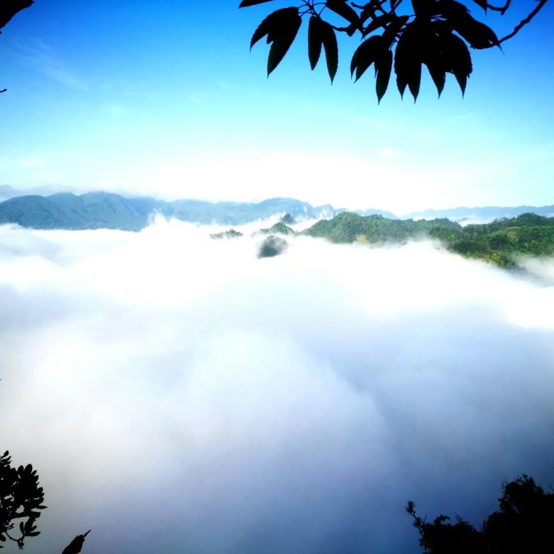 富硒野生茶是哪里的（野生茶富硒是什么意思）-硒宝网